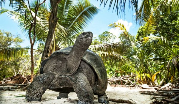 tortues-geantes-d-aldabra